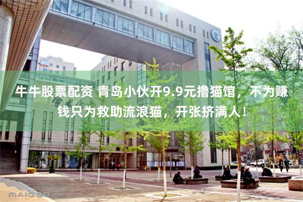 牛牛股票配资 青岛小伙开9.9元撸猫馆，不为赚钱只为救助流浪猫，开张挤满人！