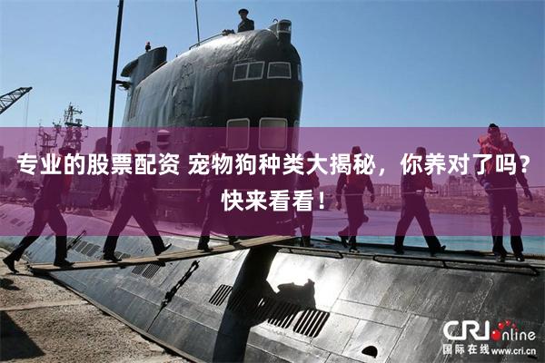 专业的股票配资 宠物狗种类大揭秘，你养对了吗？快来看看！